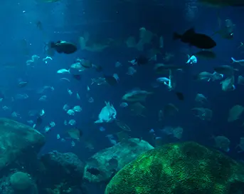 Underwater view of fish swimming above rocks 