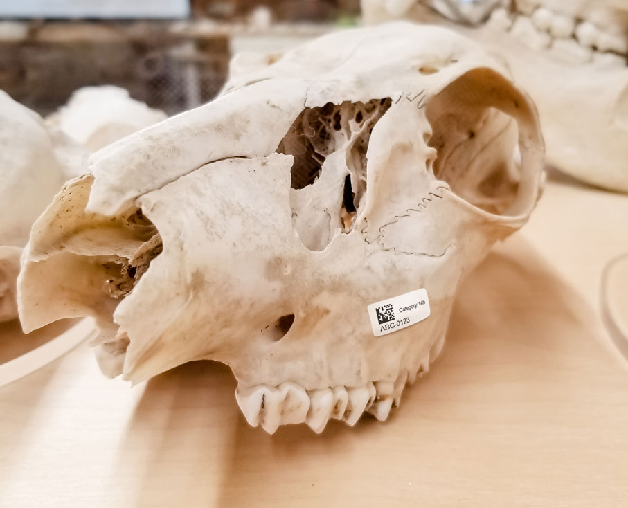 Museum archival white-tailed deer (Odocoileus Virginianus) skull with a data matrix barcode label applied on upper jaw