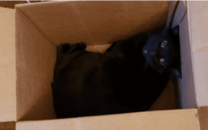 black cat sitting inside a cardboard box