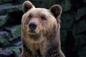 Grizzly bear with stone background 