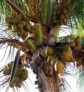 Coconut tree filled with coconuts 