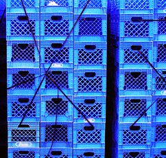 Stacks of blue plastic milk crates 