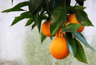 Oranges hanging from a branch of an orange tree 