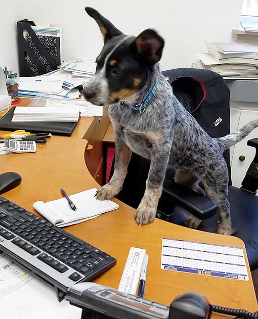 Pepper the office dog at a desk