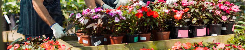 Gardeners working with potted flowers