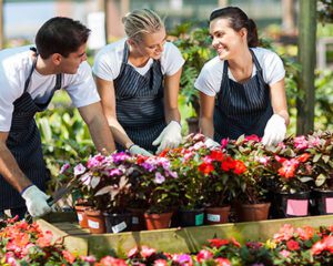 Gardeners working with potted flowers 