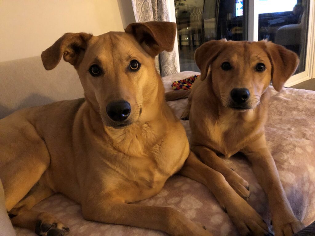 Erin's pet Lola with fellow canine 