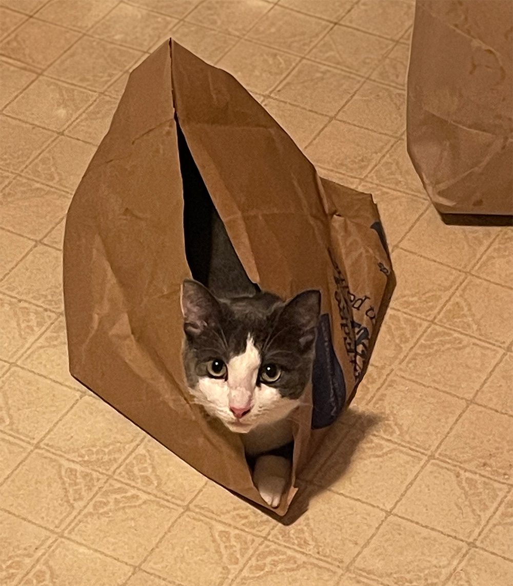 Cute cat in paper bag