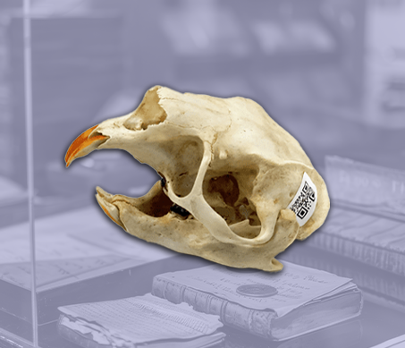 Archival labeled skull